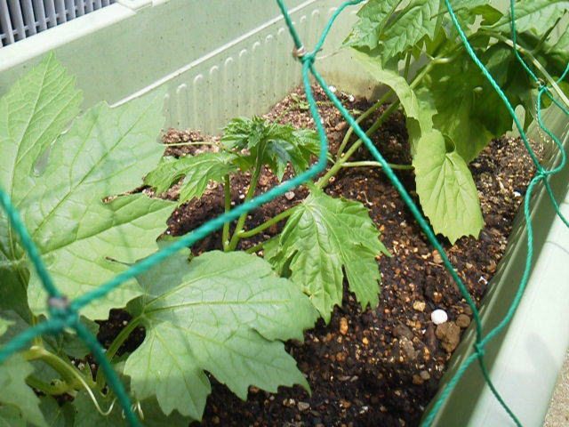 なぜか今年もゴーヤの苗を植えて夏の緑のカーテンは気分だけでスカスカ こだわり情報館